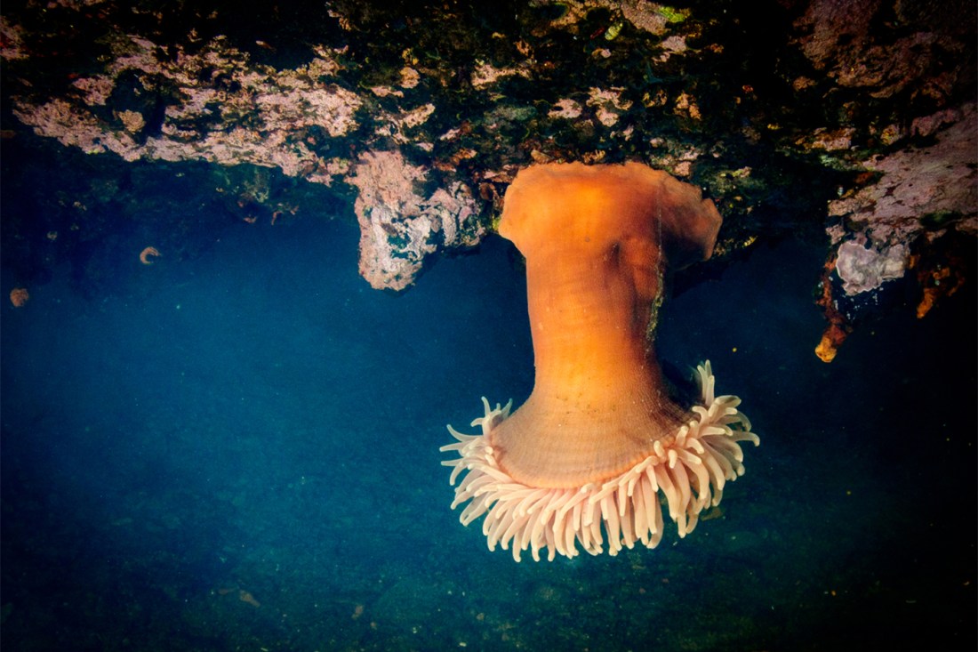 An orange sea anemone hanging upside down from a rocky surface underwater, with pale tentacles extending outward.