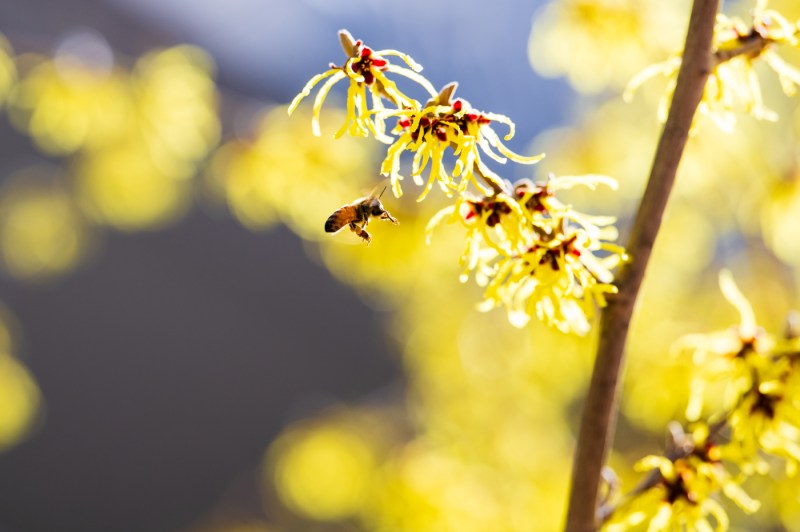 A close up of a bee landing on a flower.