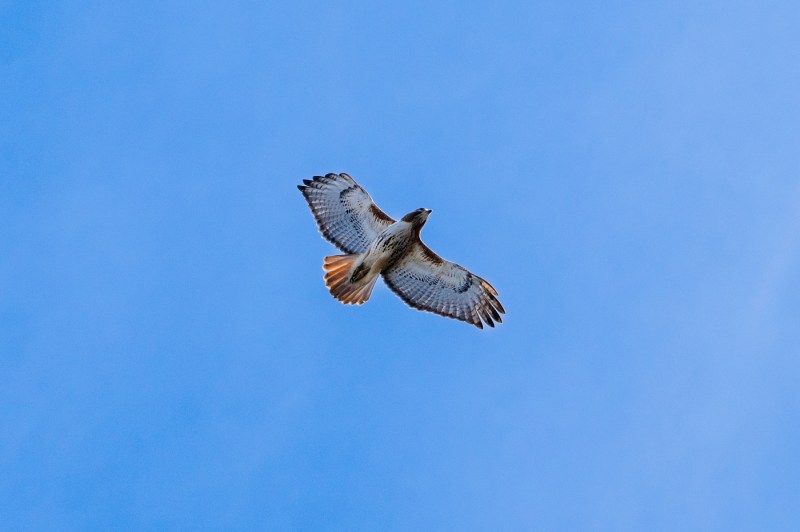 A close up of a red-tailed hawk flying with a bright blue sky behind it.