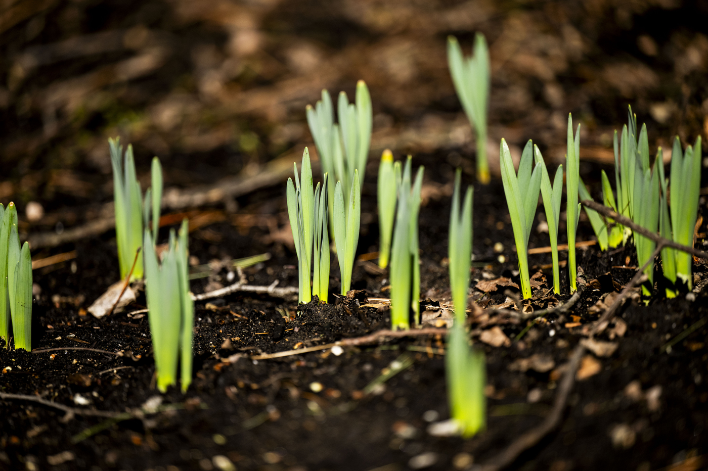 A close up of new flowers springing from the ground.