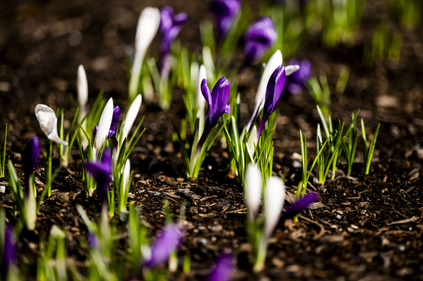 A close up of new flowers springing from the ground.
