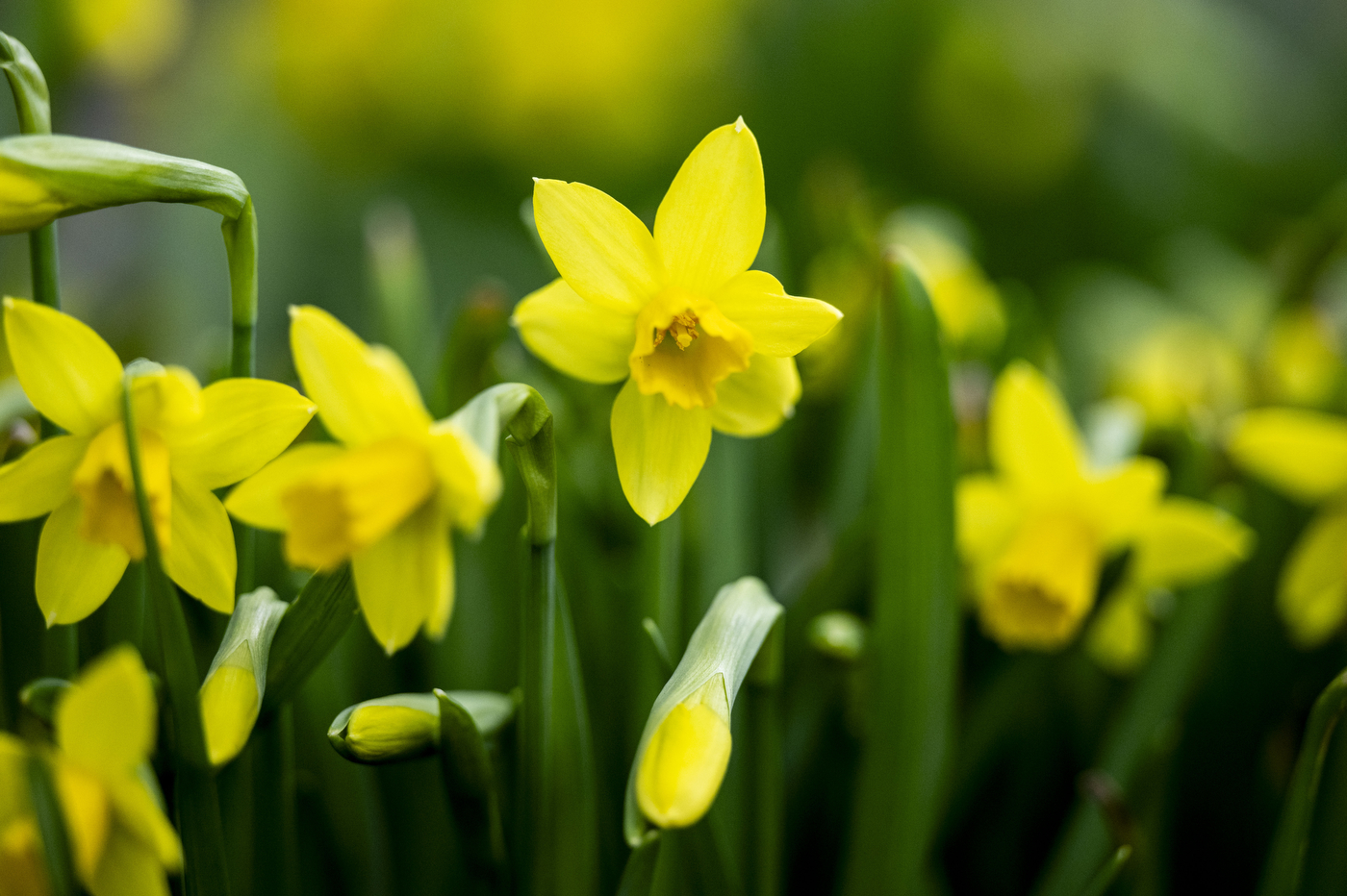 A close up of blooming daffodils. 