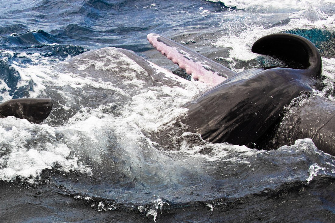 Photo of sperm whales breaking the water surface, working together to keep a calf above the water.