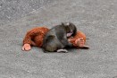 A small baby monkey lying on top of a stuffed orange orangutan on the floor at a zoo.