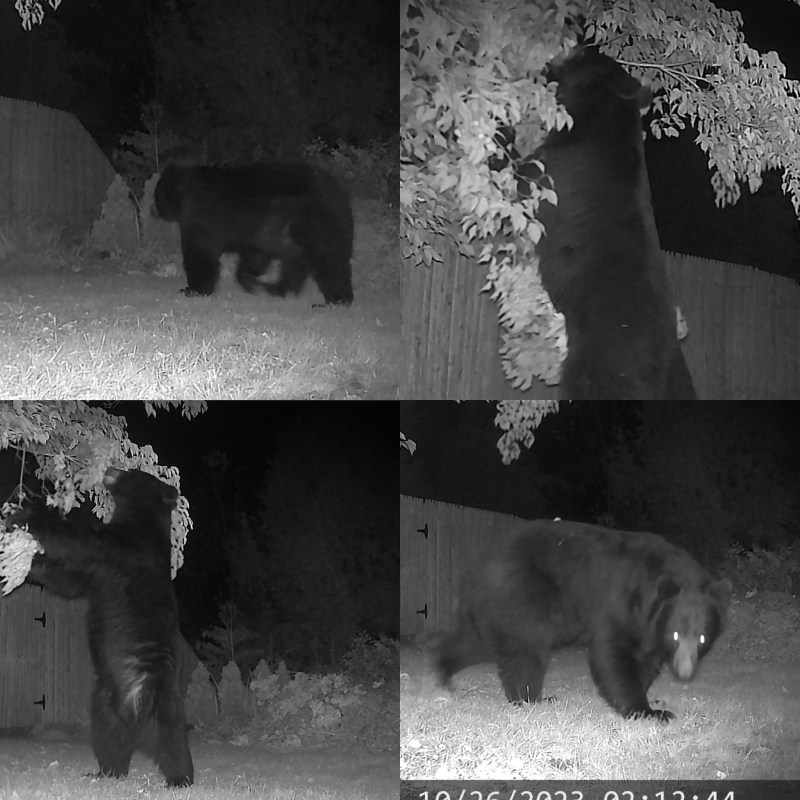A black bear forages a tree in a backyard in rural Massachusetts