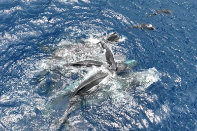 High angle photo looking down at a pod of sperm whales breaking the surface to keep a newborn whale out of the water.