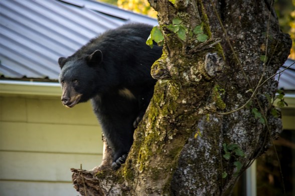 A black bear peers out from behind a tree
