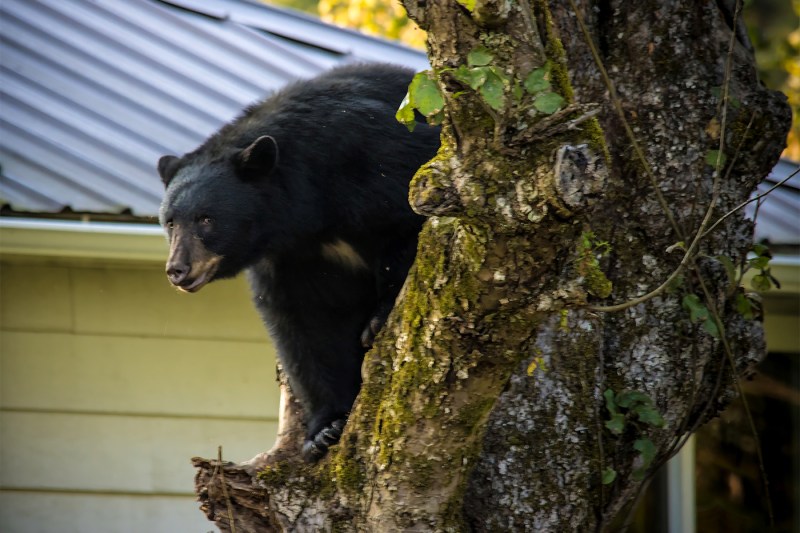 A black bear peers out from behind a tree