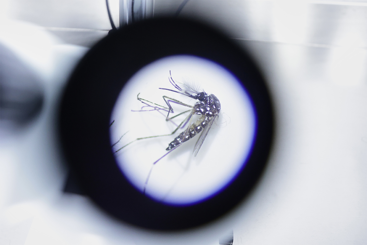 Research reevaluates the economic burden of dengue on Puerto Rico