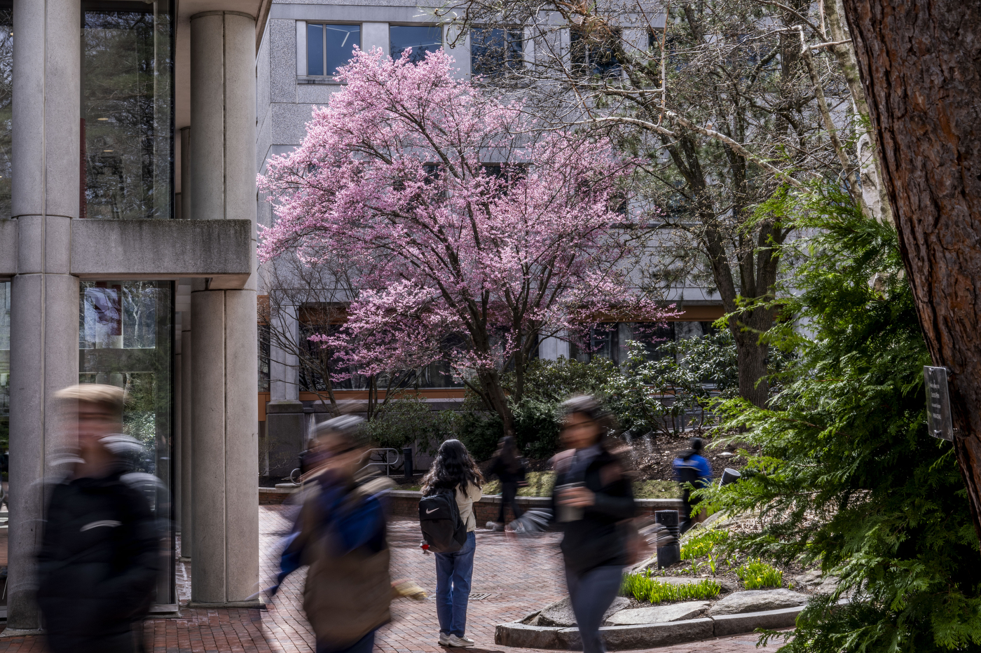 Students walk through campus building in front of a tree with new bright pink blossoms.