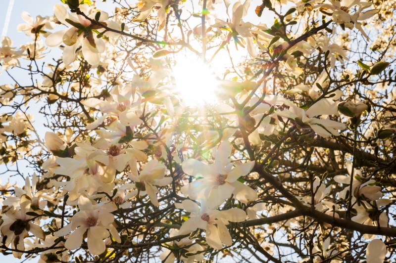 Looking up through blooming magnolia branches toward a bright sun, with golden light filtering through white and yellow flowers.