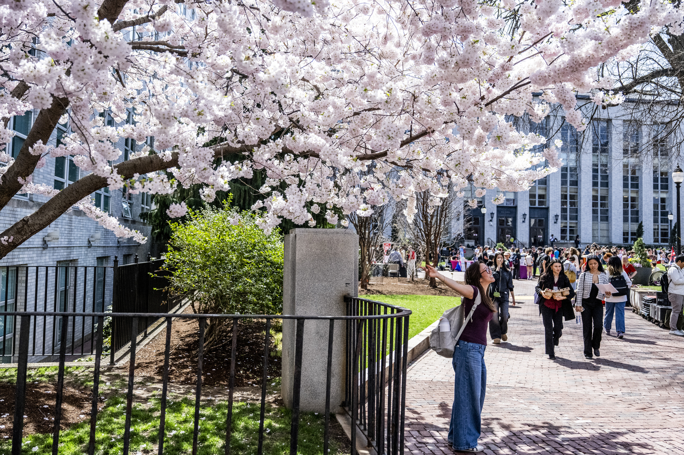 A student poses for a photo under a blooming cherry blossom branches on Northeastern's Boston campus, while a crowd of students and a classic stone building fill the background on a sunny spring day.