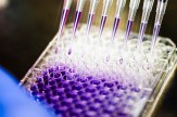 rows of pipettes dispensing purple liquid into rows of test tubes