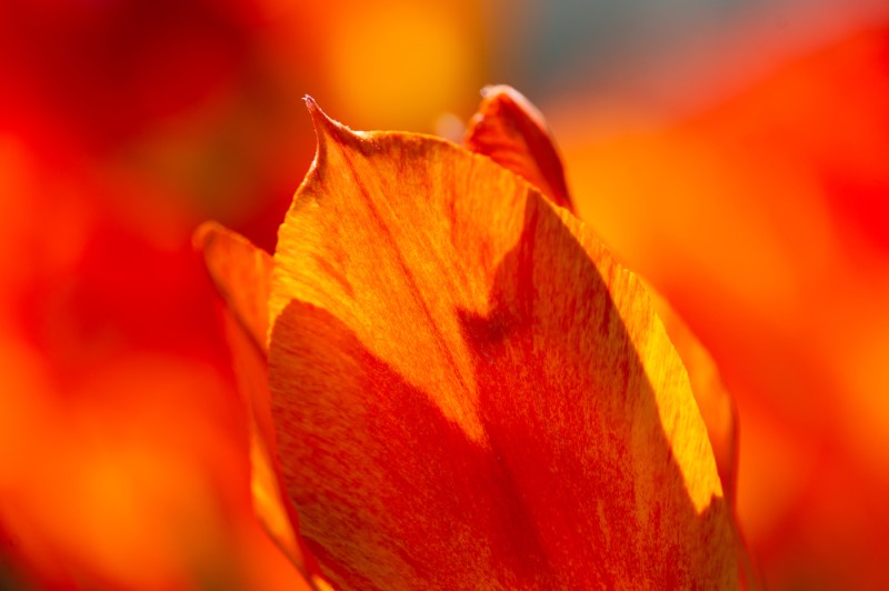 A macro close up of a tulip petal.