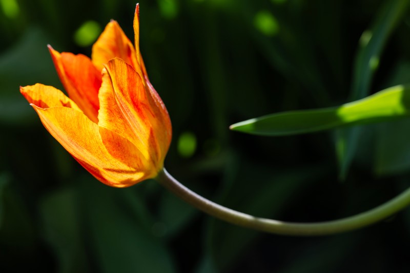 A close up of a tulip blooming and growing curved up toward the sun.