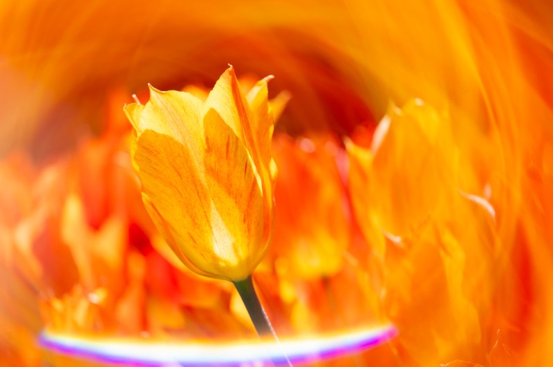 A macro close u of a blooming tulip.