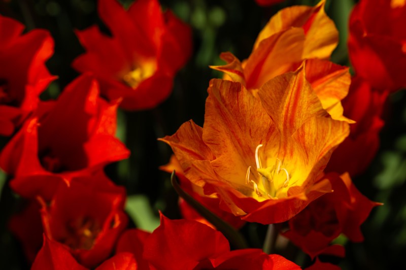 A close up of several tulips growing.