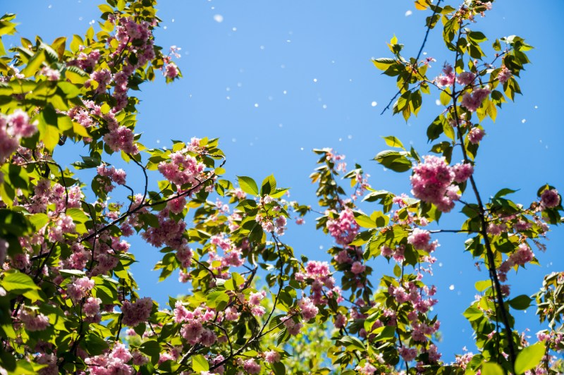 A shot of flowers blooming on tree branches with the blue sky in the background.