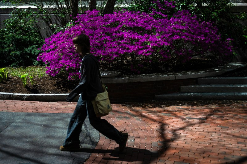 A student walks through campus in front of a bush of bright purple flowers.