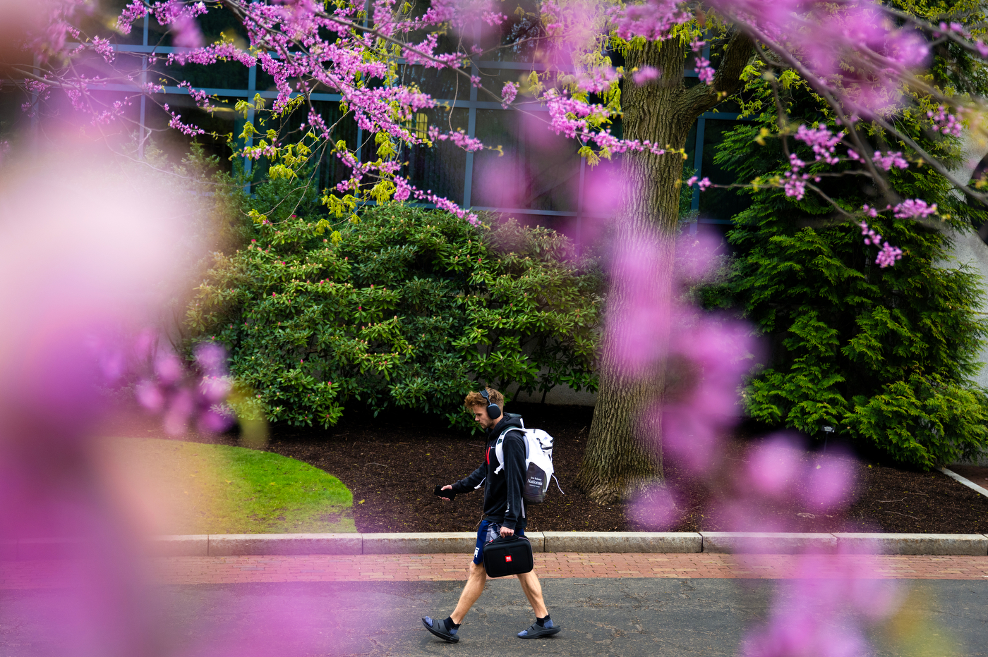 Through the blossoms