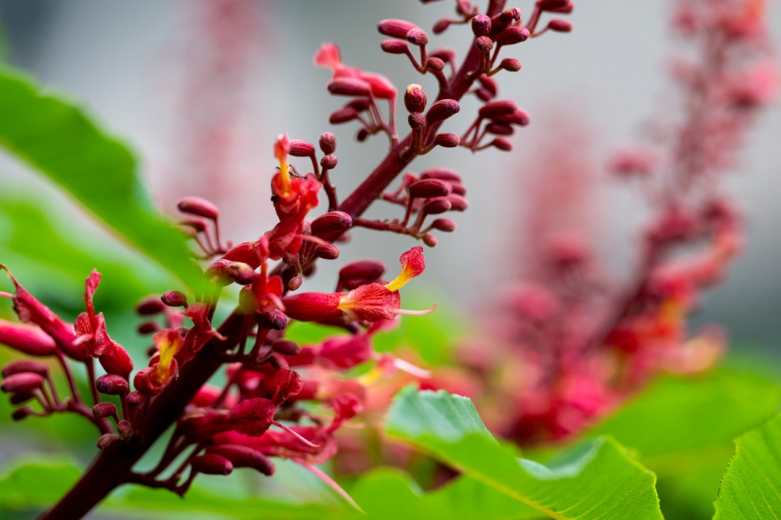 A closeup of long red flower blossoms.