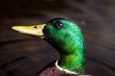 A macro closeup of water droplets on a mallard duck's head.