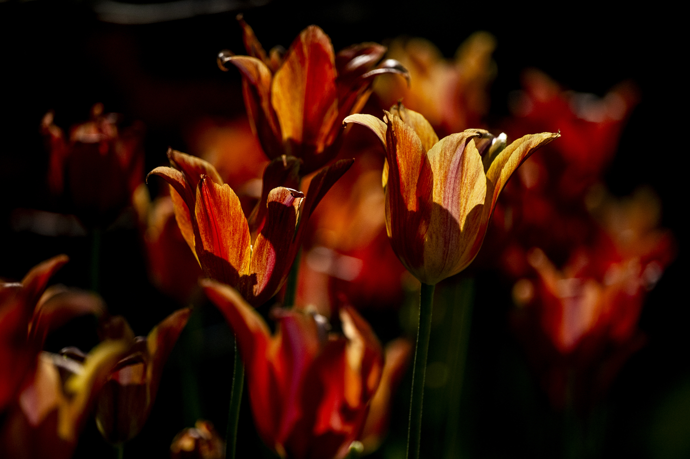 A close up of orange and red flower blossoms in shadow.