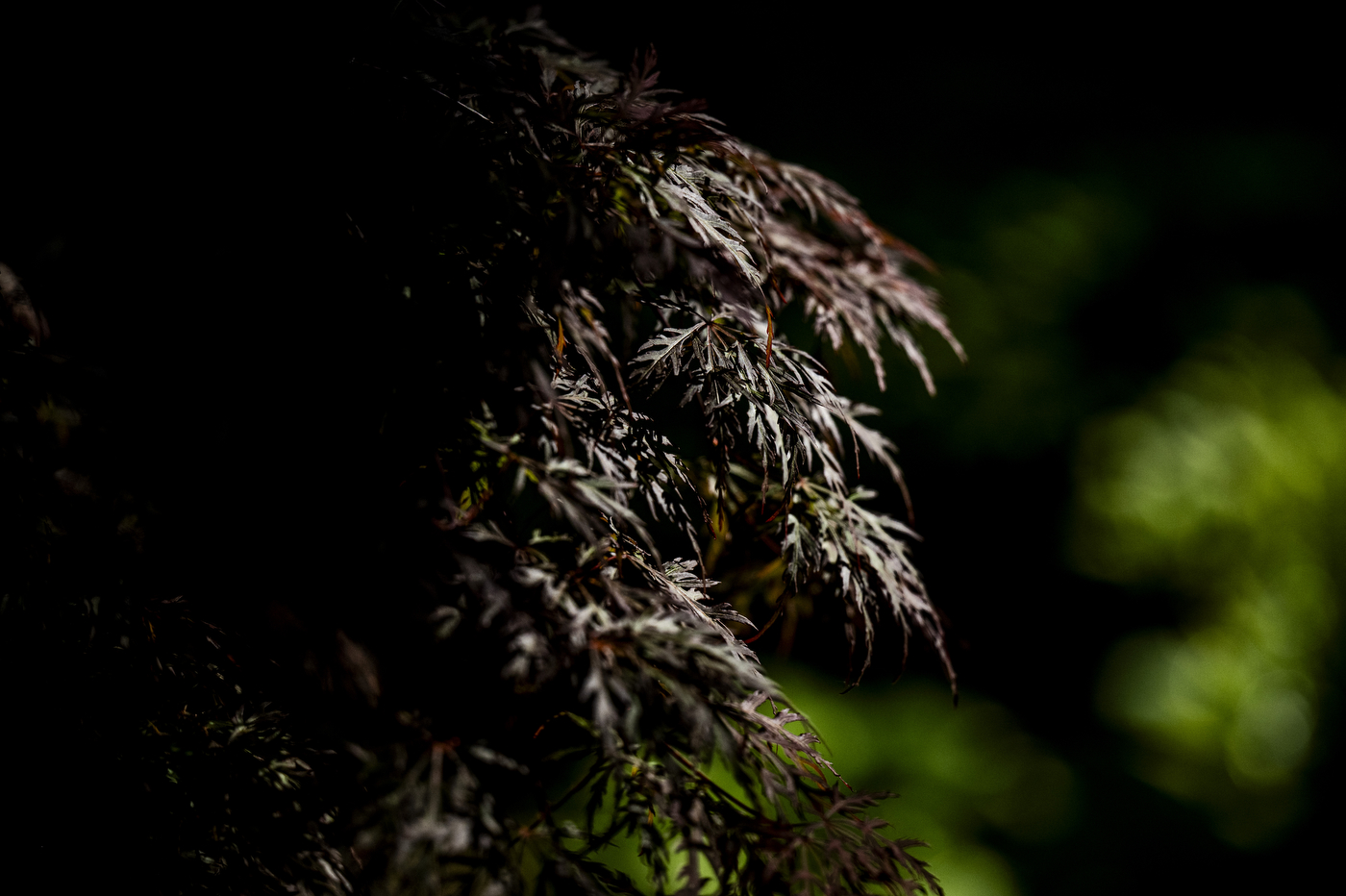 A closeup of the leaves on a Japanese maple tree.