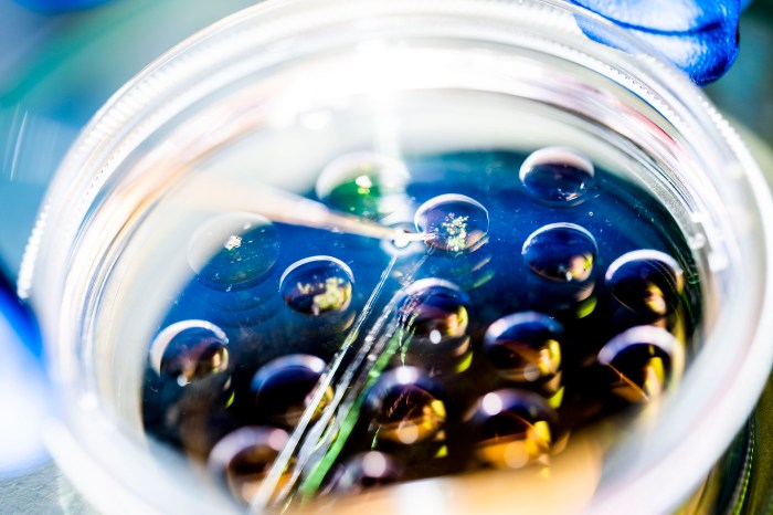 Close-up of a pipette dispensing liquid into a petri dish containing small, reflective droplets.