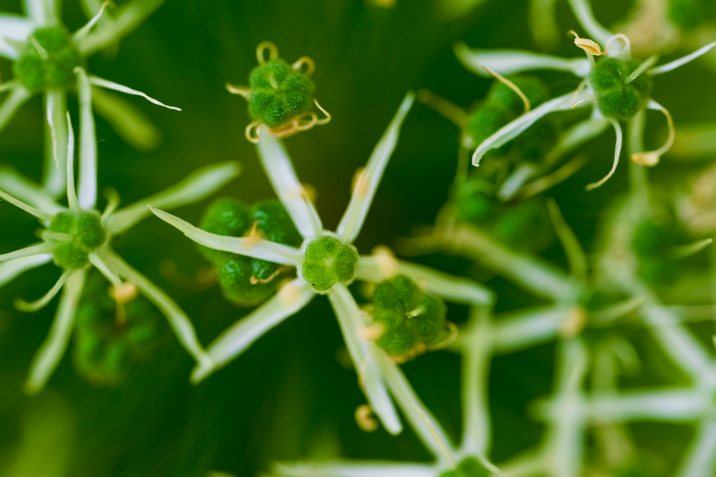 Wired for growth