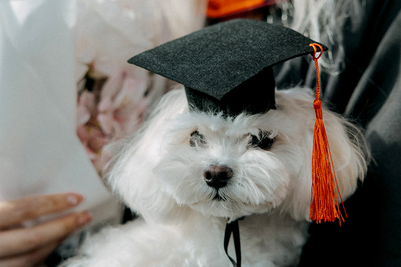A small white dog wears a graduation at Northeastern's Seattle's 2026 commencement.