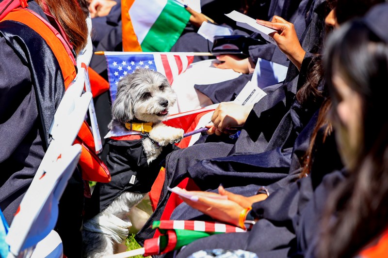 A dog stands on its hind legs, wearing fashioned cap and gown while sitting among graduates.