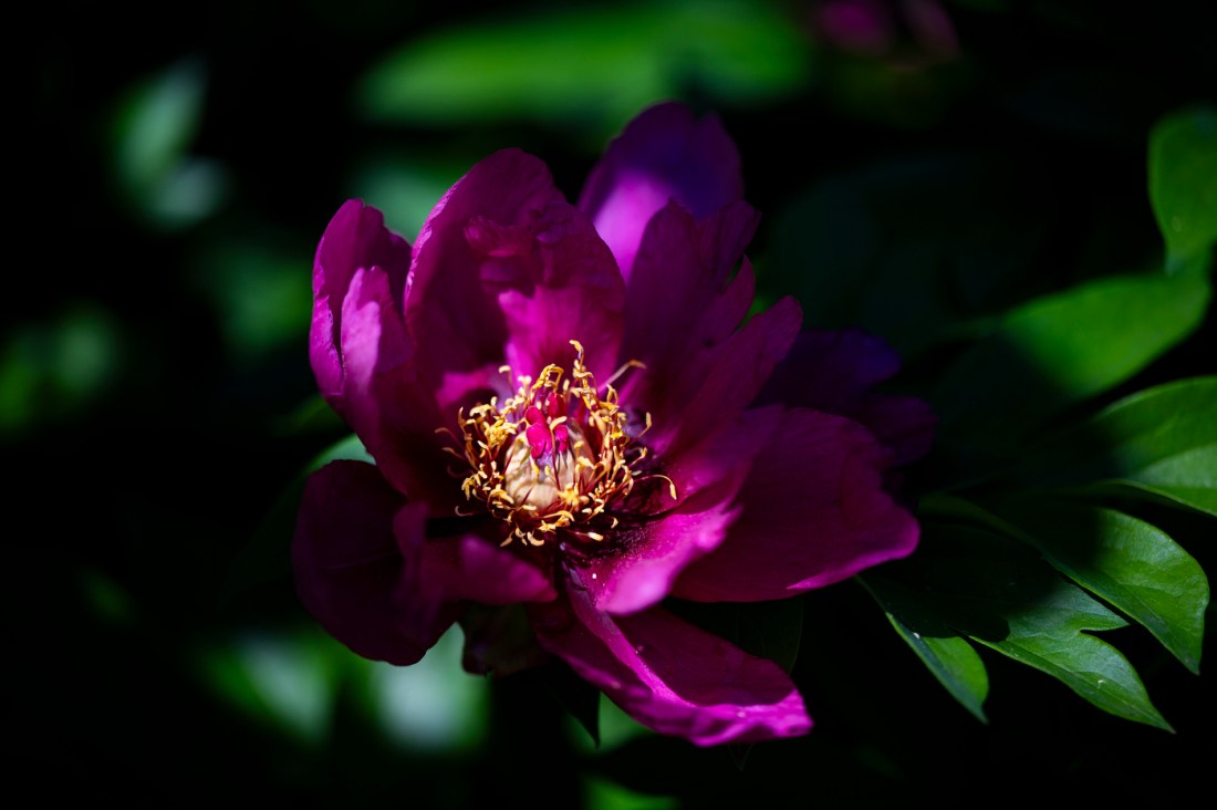 A close up of a purple flower.