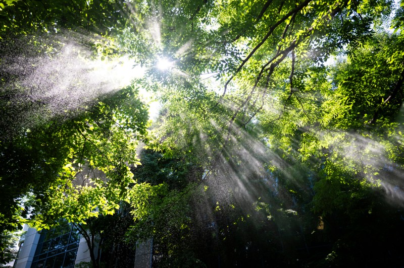 Sunlight filters through tree branches as a fine mist sprays through the leaves, creating a glowing, hazy effect.