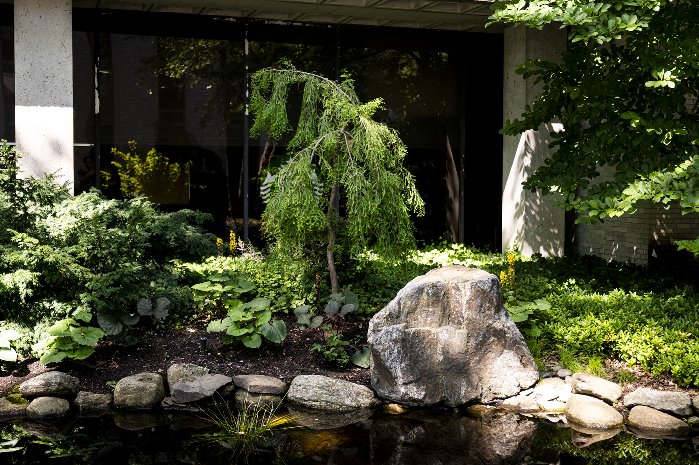 Cascading, drooping branches of a bald cypress tree hang in front of a glass building near the koi pond.
