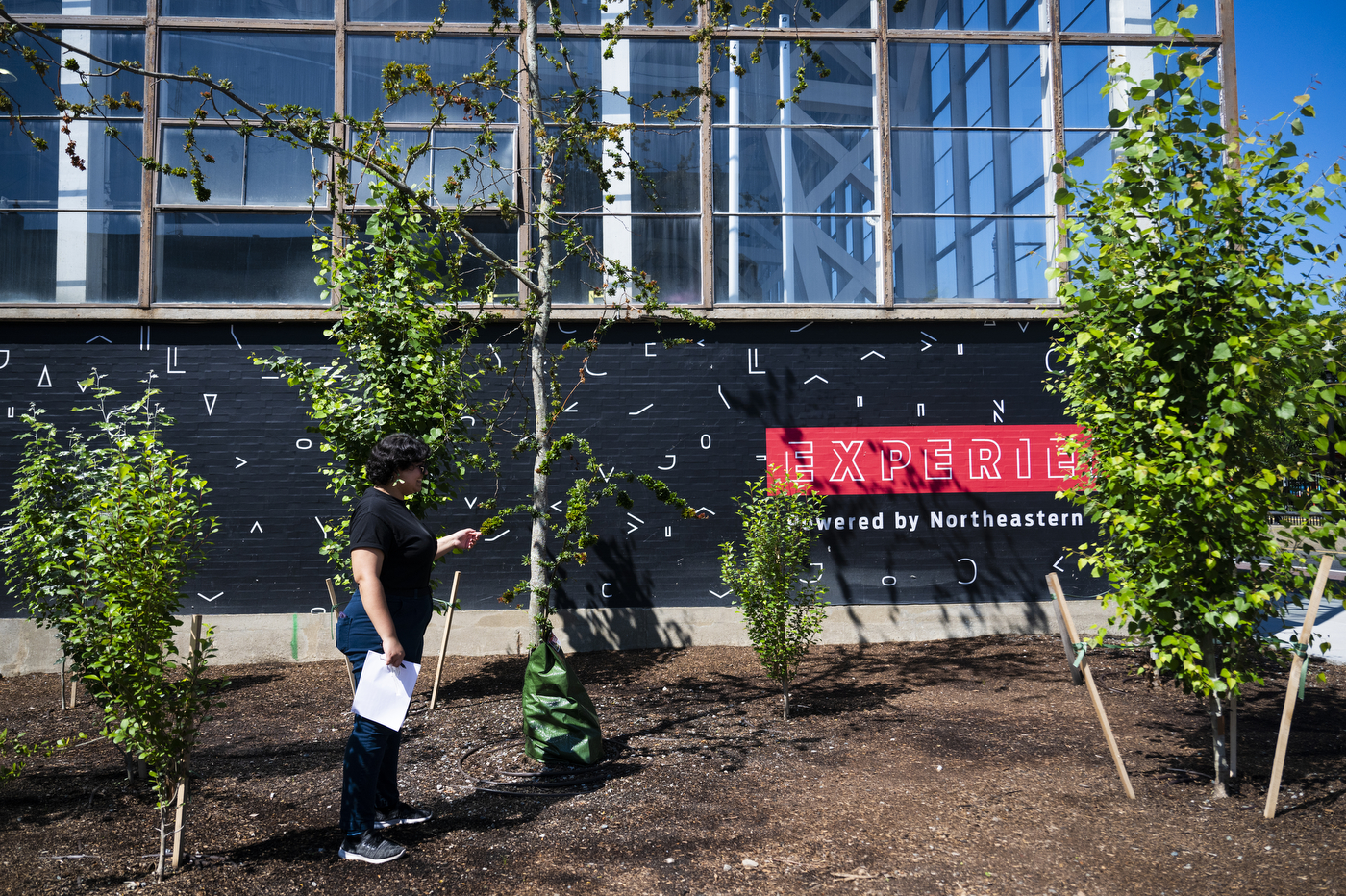 Northeastern staff member inspects a young “Mountain Sentinel” aspen growing in Cabot Quad beside the EXP building.