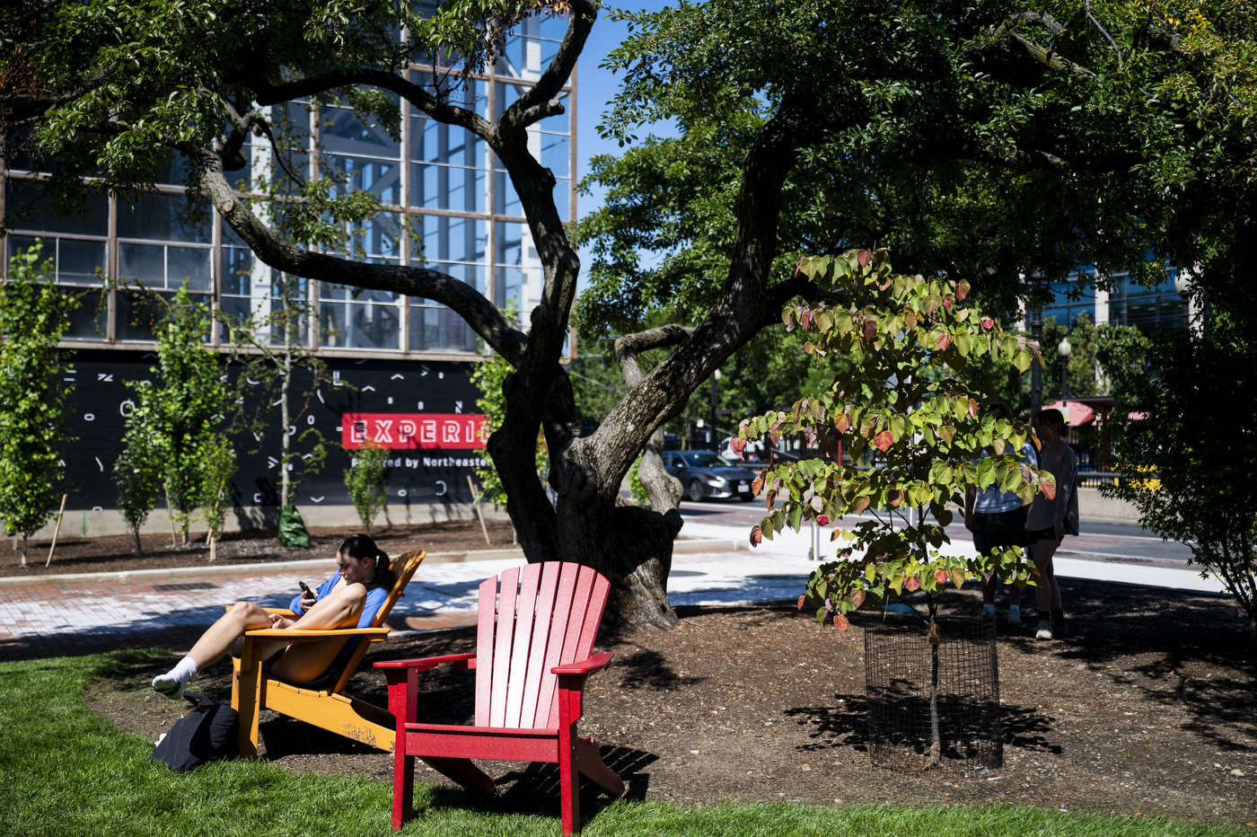 Two people sit in Adirondack chairs in front of a Hearts ' Fire redbud.