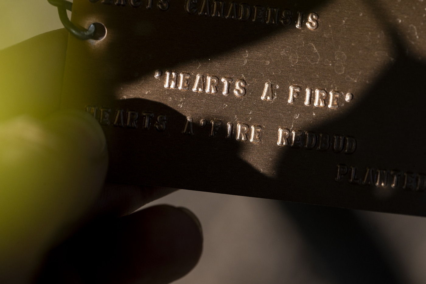 A bronze plant marker engraved with "Hearts a' Fire," lit at a low angle against a dark background.
