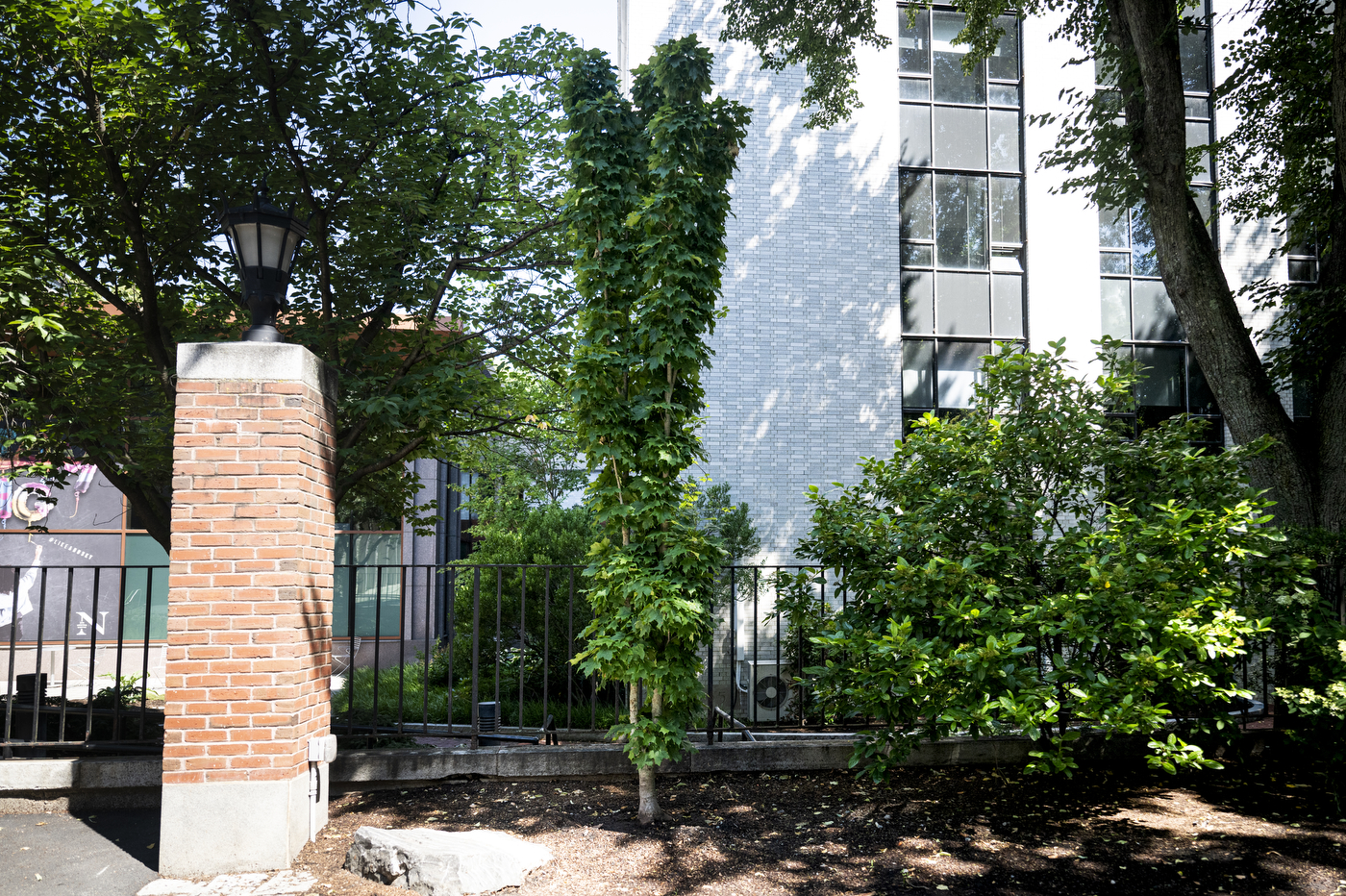 Young “Newton Sentry” maple with narrow upright foliage growing beside Stetson East, near a brick pillar and surrounding shrubs.