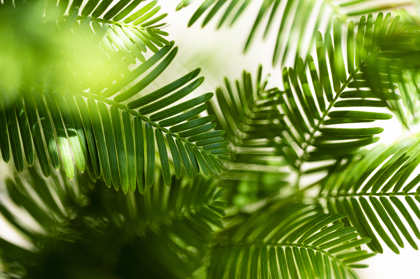 Sunlight filters through soft, feathery green branches of a dawn redwood tree, filling the frame.
