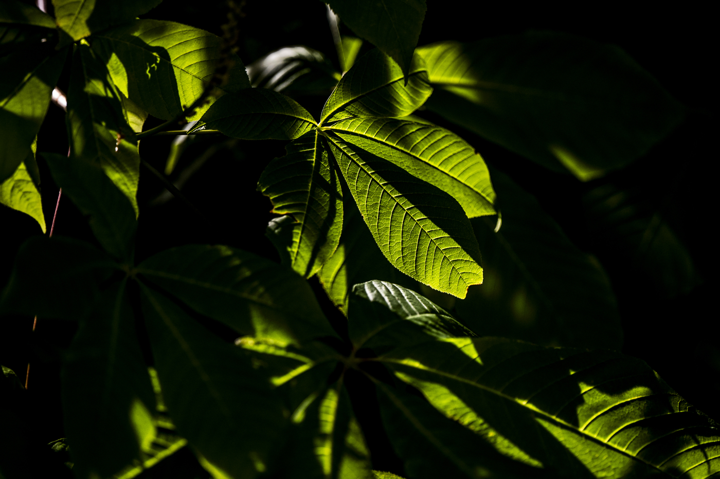 Backlit tree leaves glow bright green against a dark, shadowed background.
