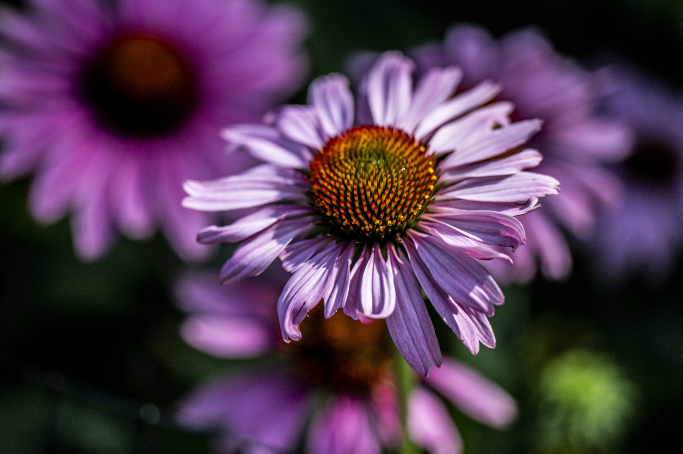 Close-up of blooming purple coneflowers with orange centers.
