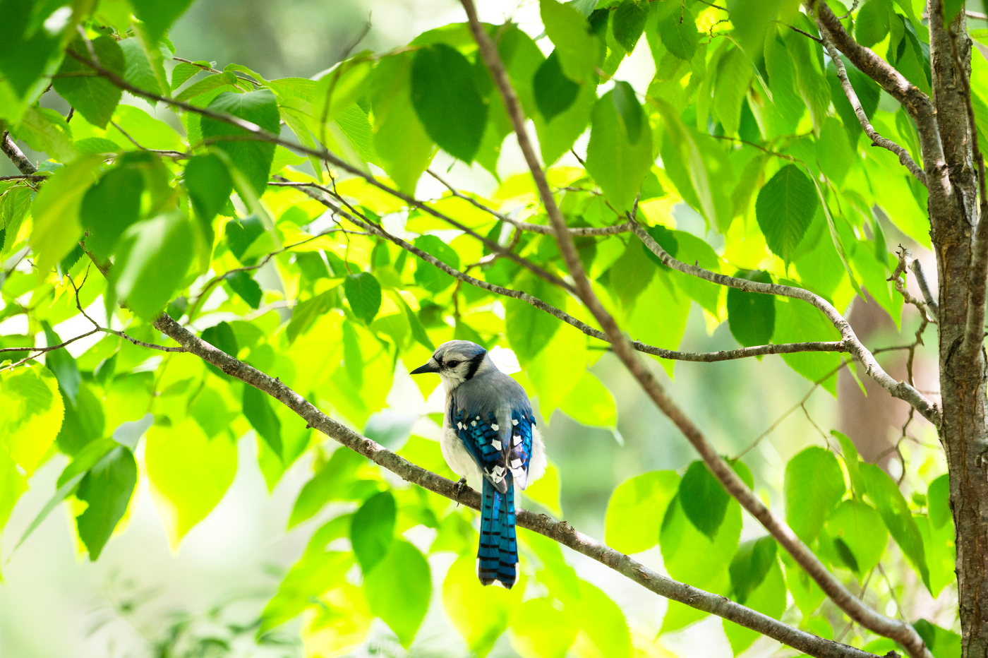 A blue jay perches among green leaves in the Northeastern arboretum.