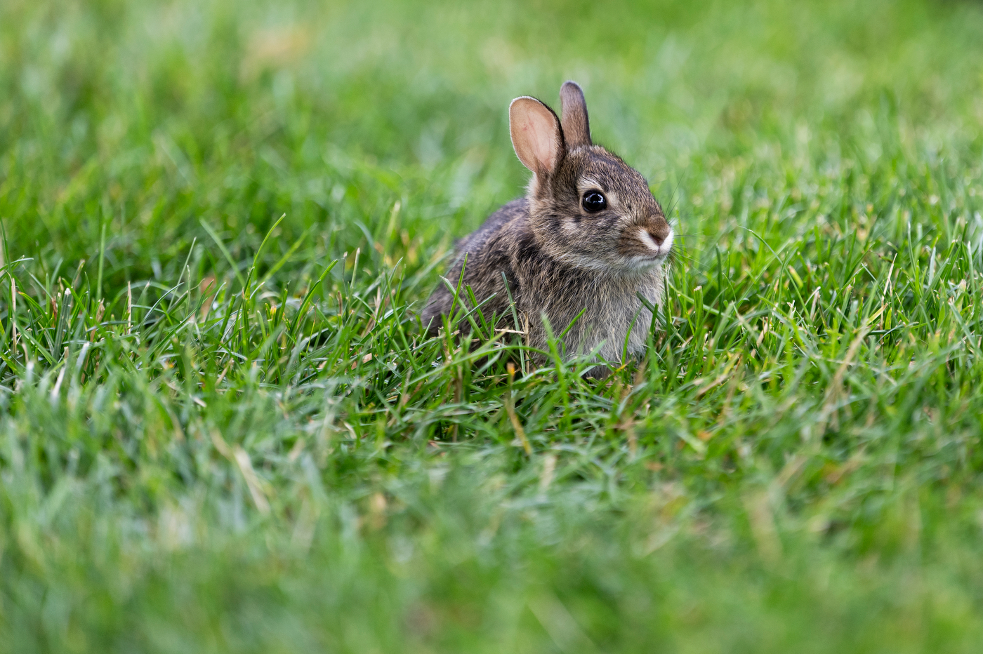 A small rabbit sits in tall grass.