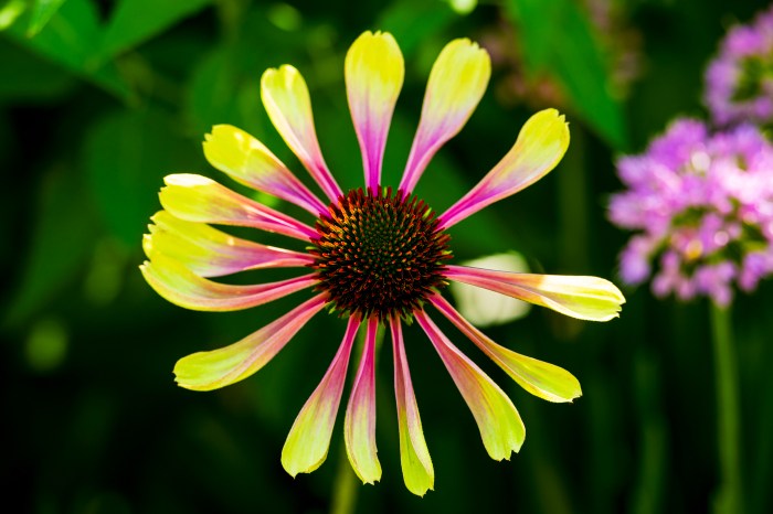 A pink and yellow coneflower blooms in the Northeastern arboretum on the Boston campus.