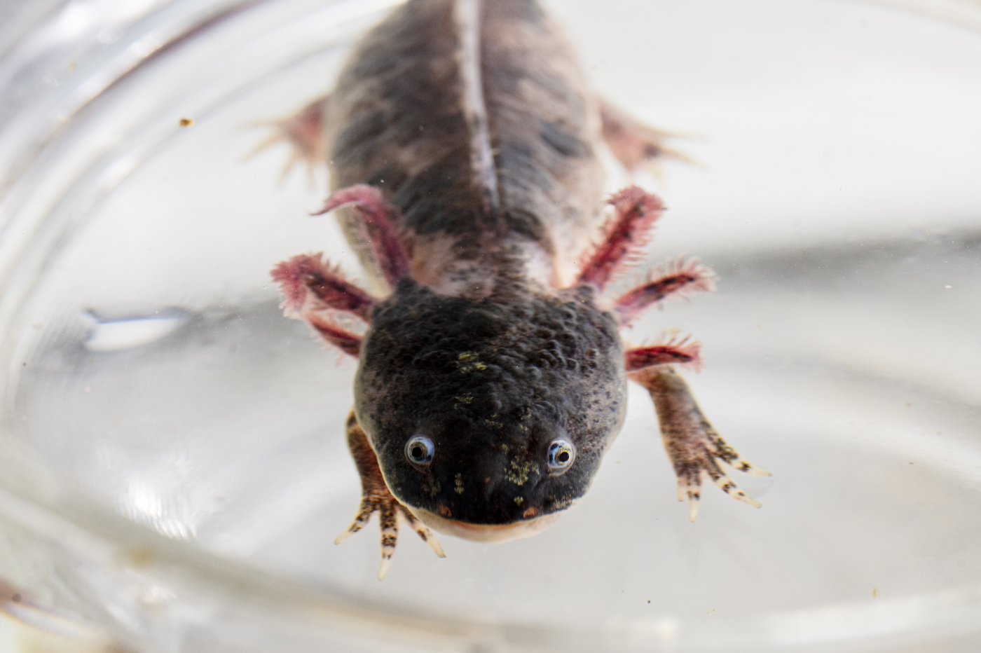 Photos: Axolotl research, NextTile startup and Back Bay Fens restoration