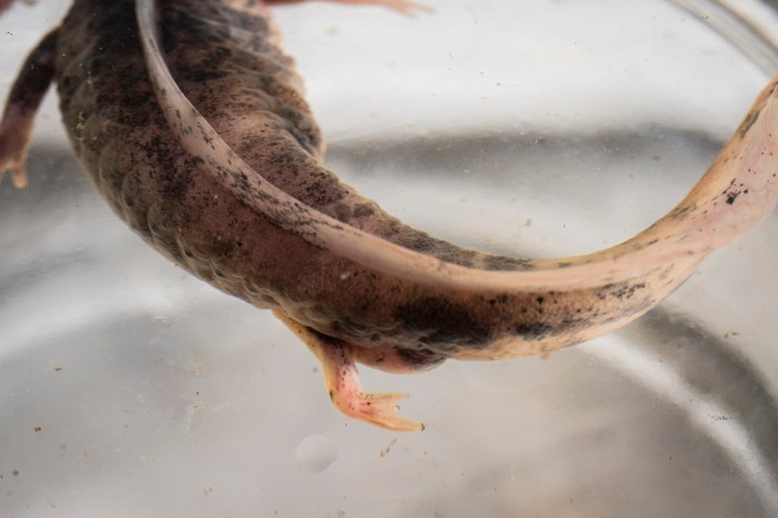 Close-up of an axolotl's tail curling through water in a clear container.
