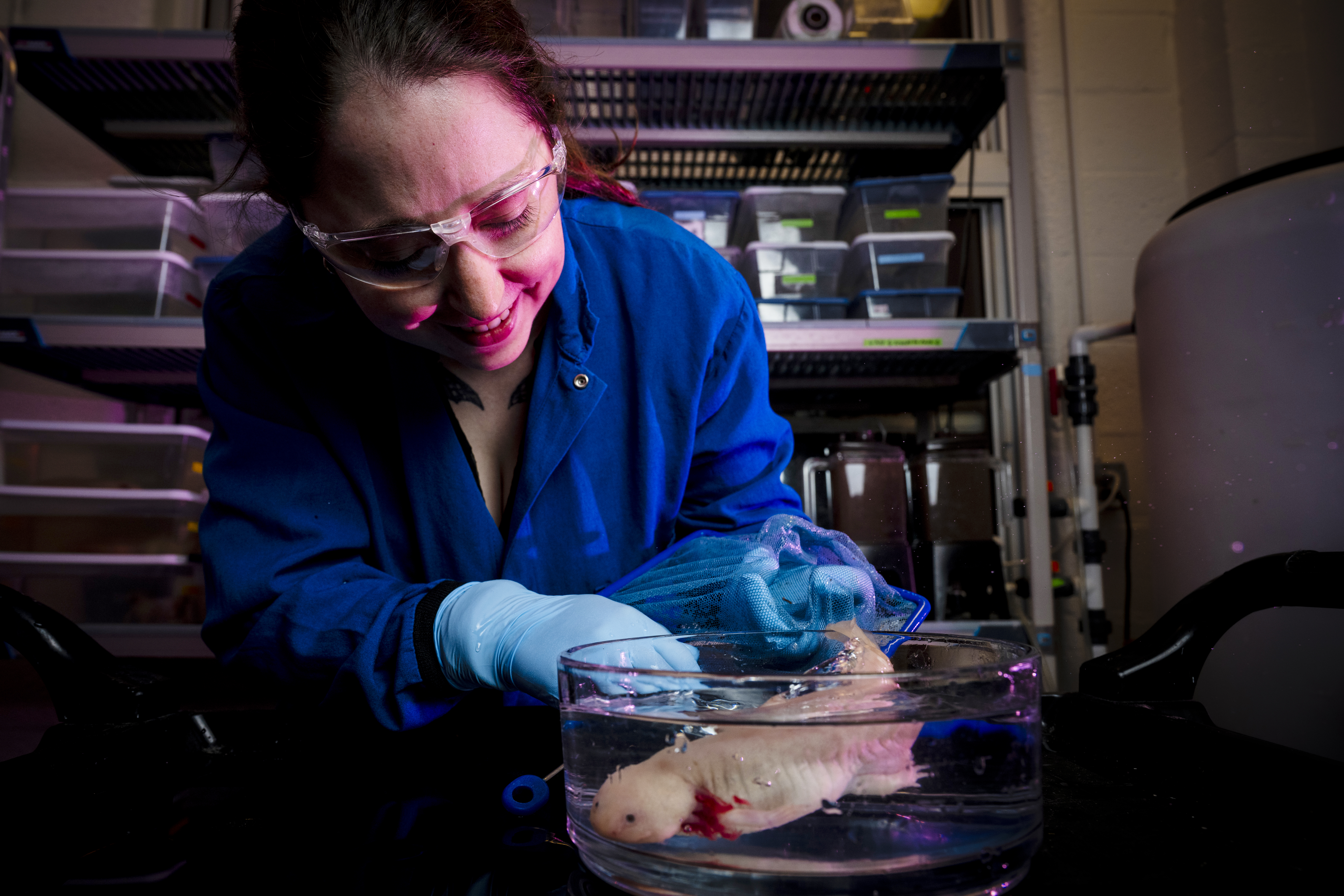 Ph.D. student Samantha Finkbeiner smiles at an axoltl