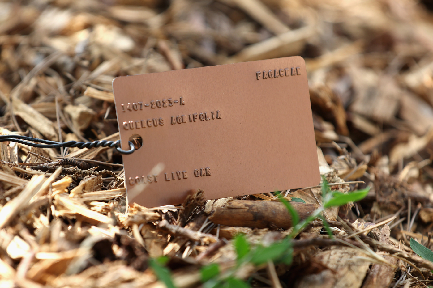 Close-up of a plant identification tag amid mulch and wood chips on the ground.

