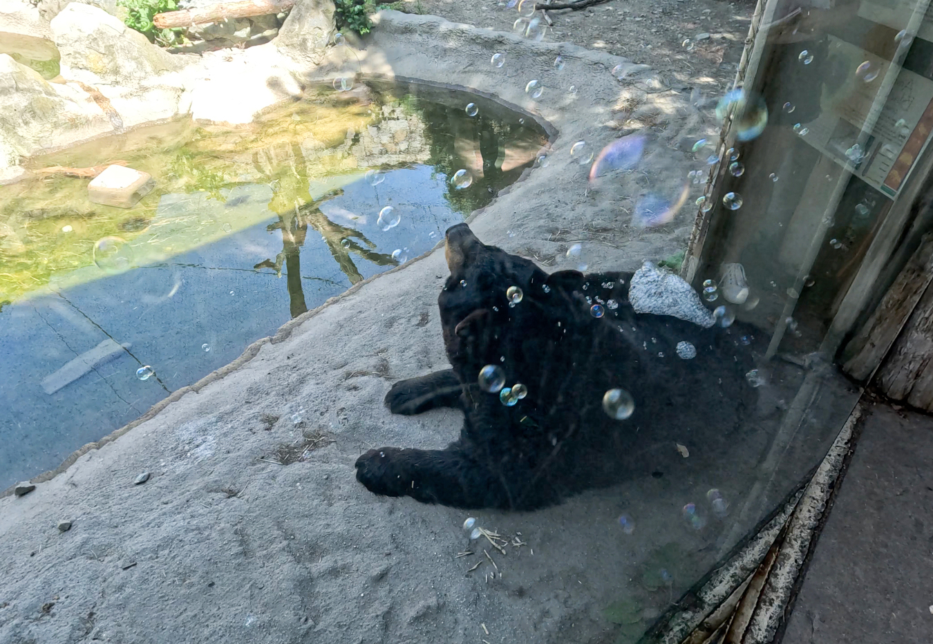 A black bear at the Stone Zoo lies on the ground surrounded by bubbles from the BearBubbles dispenser, a scented enrichment device designed by Northeastern students.